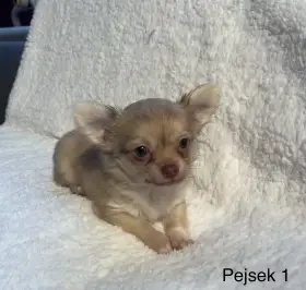 Dlouhosrstá čivava štěňátka