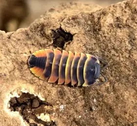 Merulanella sp. "Ember bee"