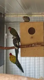 0,1 rozela pestrá štěp. modrá zlatá