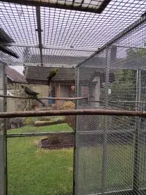 Rozely lutino a Žlutobřiché