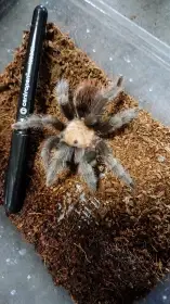 Sklípkani - brachypemy