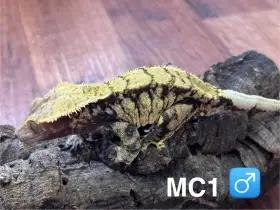 Prodám: Pagekon řasnatý samice / samci