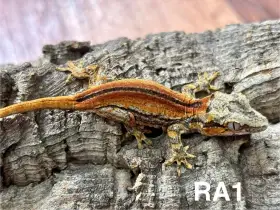 Pagekon hrbolkohlavý mládě na prodej