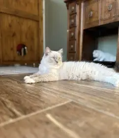 Ragdoll & Cherubim CZ/SK – komunita majitelů a chovatelů