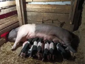 Přeštické prase - selátka