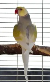 Alexandr malý - dunn fallow ho