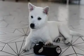 Kishu Inu štěně s PP FCI