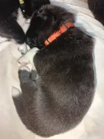 Štěňátka s PP prodám