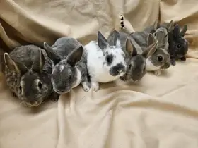 Zakrslý králíček