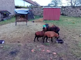 Prodám čistokrevné jehničky ovce kamerunské