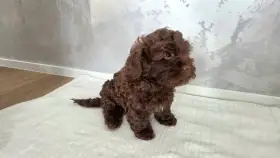 Ruská barevná bolonka – štěňátko kluk s PP