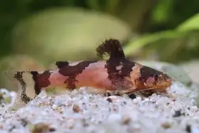 Anténovec Iheringův