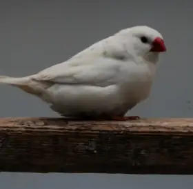 Zebřička pestrá i s klecí