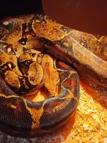 Daruji 2x samice boa