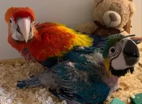 Koupím aru, ararauna, zelenokřídlou, arakangu, harlekýnku