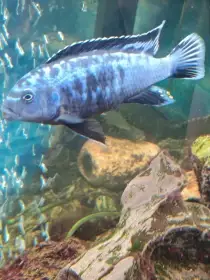 Samec 13 cm vyměním za klidnější druh