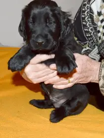 Štěňata flat coated retrievera s PP