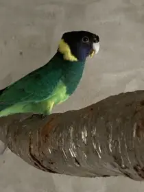 Prodám Barnardy límcové