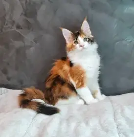 Mainská mývalí kočka s PP