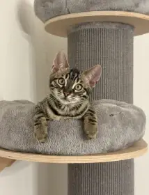 Bengálský charcoal kocourek s PP