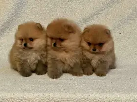 Pomeranian
