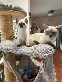 Prodám koťátko plemene Thajská kočka s průkazem původu