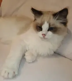 Kocourci ragdoll s PP