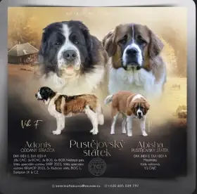 Moskevsky strážni pes s PP FCI