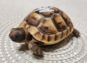 Želvy žlutohnědé