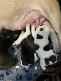 Štěňátka francouzských buldočků