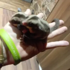 Vakoveverka létavá