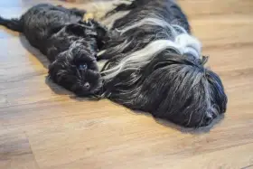 Prodám fenku tibetského teriéra s PP