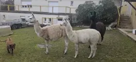 Lama krotká samička