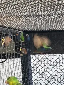 Vyměním - 1,0 forbeska  rok 2025