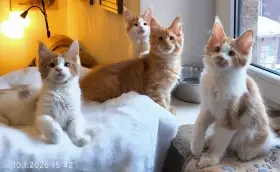 Mainská mývalí koťátka s PP