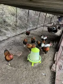 Prodám kohouty zdrobnělé viandotky lososové a koroptví