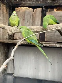 Papoušek nádherný