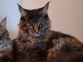 Nabízím kočičku mainská mývalí