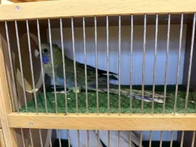 Rozela slámožlutá - odchov 2025