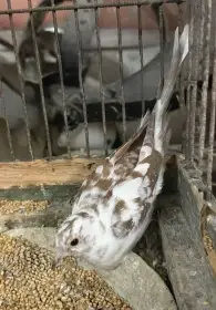 Holoubek diamantový straka samička