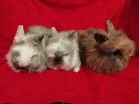 Nabízím zakrslé králíčky- lvíčky s teddy genem