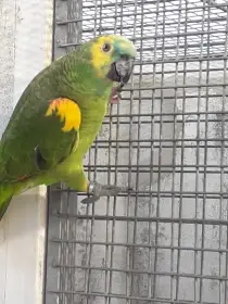 Amazoňan Modročelý