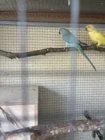 Alexandr malý chovný pár