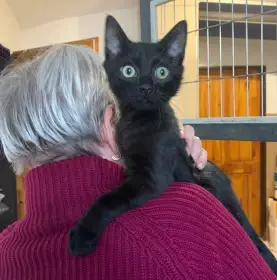 Kocourek Ráďa hledá nový domov