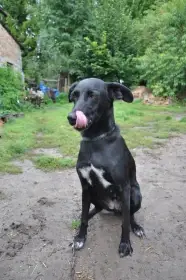 Do dobrých rukou daruji