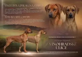 Rhodéský ridgeback – štěňata s PP