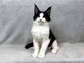 Kocourek plemene Mainská mývalí, s PP