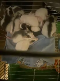 Daruji malé roztomilé potkany (ne na krmivo)