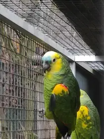 Amazonan modročelý