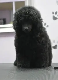 Trpasličí pudl – sameček, štěně